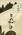 Kumeyasu Yajima #NNO